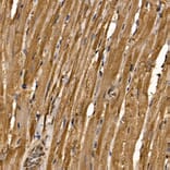 Immunohistochemistry - Anti-RAB35 Antibody (A16047) - Antibodies.com