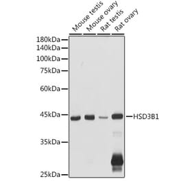 Western Blot - Anti-HSD3B1 Antibody (A16048) - Antibodies.com