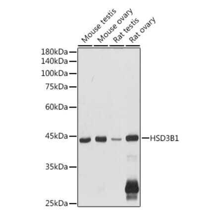 Western Blot - Anti-HSD3B1 Antibody (A16048) - Antibodies.com