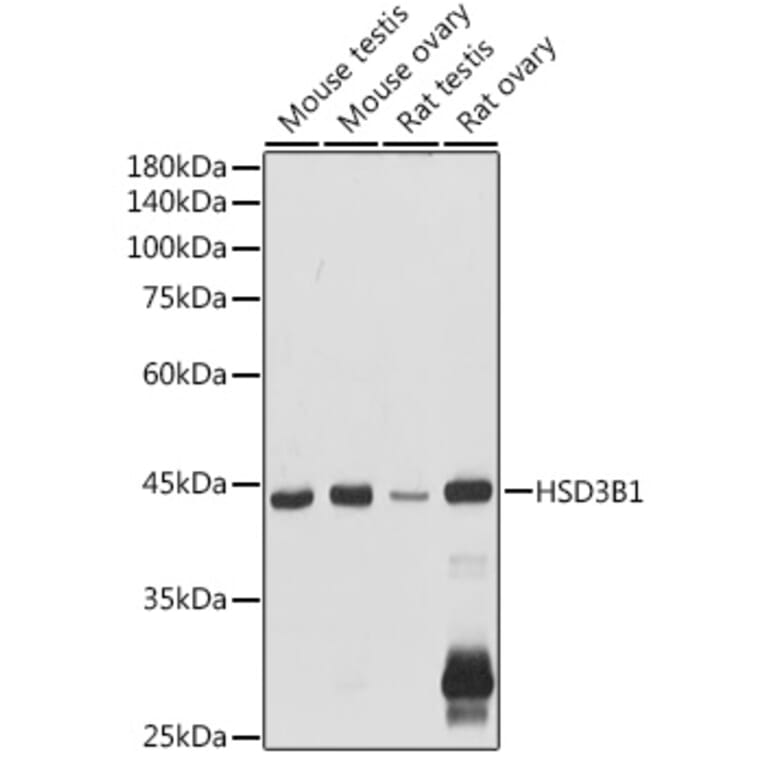 Western Blot - Anti-HSD3B1 Antibody (A16048) - Antibodies.com