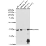 Western Blot - Anti-HSD3B1 Antibody (A16048) - Antibodies.com