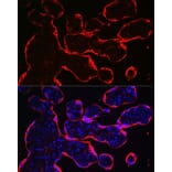 Immunofluorescence - Anti-HSD3B1 Antibody (A16048) - Antibodies.com