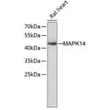 Western Blot - Anti-MAPK14 Antibody (A8038) - Antibodies.com