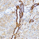 Immunohistochemistry - Anti-Myosin light chain kinase/MLCK Antibody (A16051) - Antibodies.com