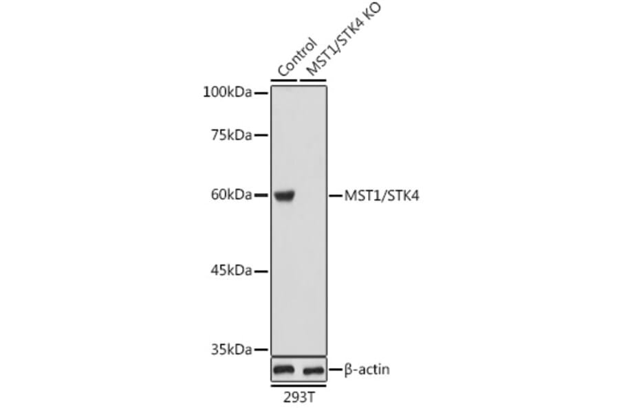 Western Blot - Anti-Serine/threonine-protein kinase 4/MST-1 Antibody (A16052) - Antibodies.com