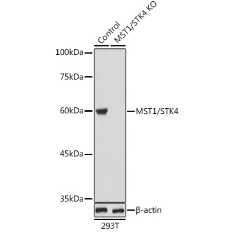 Western Blot - Anti-Serine / threonine-protein kinase 4 / MST-1 Antibody (A16052) - Antibodies.com