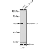 Western Blot - Anti-Serine / threonine-protein kinase 4 / MST-1 Antibody (A16052) - Antibodies.com