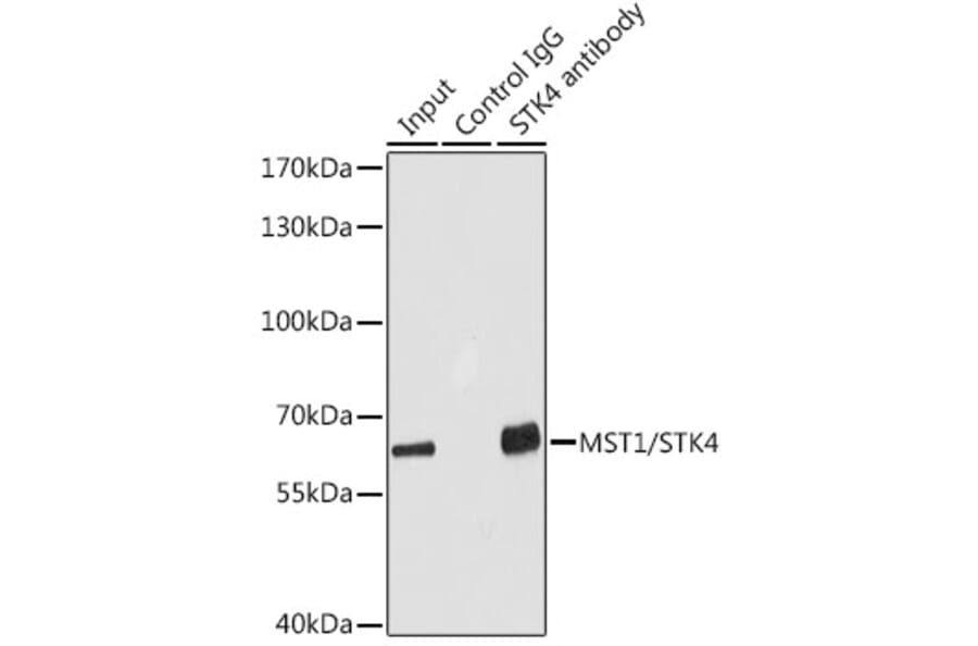 Western Blot - Anti-Serine/threonine-protein kinase 4/MST-1 Antibody (A16052) - Antibodies.com