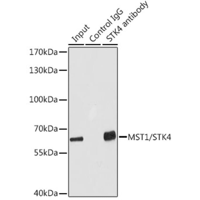 Western Blot - Anti-Serine / threonine-protein kinase 4 / MST-1 Antibody (A16052) - Antibodies.com