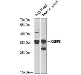 Western Blot - Anti-CEBPE Antibody (A16053) - Antibodies.com