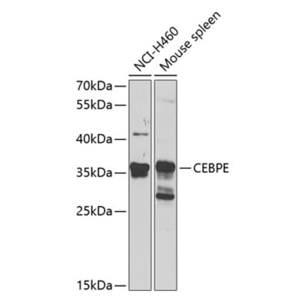 Western Blot - Anti-CEBPE Antibody (A16053) - Antibodies.com