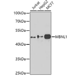 Western Blot - Anti-MBNL1 Antibody (A16054) - Antibodies.com