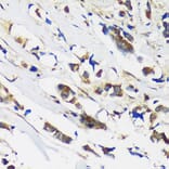 Immunohistochemistry - Anti-MBNL1 Antibody (A16054) - Antibodies.com