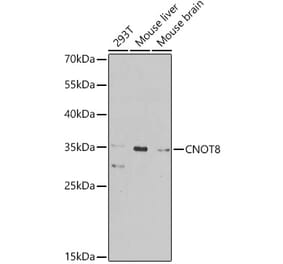 Western Blot - Anti-CNOT8 Antibody (A16055) - Antibodies.com