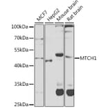 Western Blot - Anti-MTCH1/PSAP Antibody (A16058) - Antibodies.com