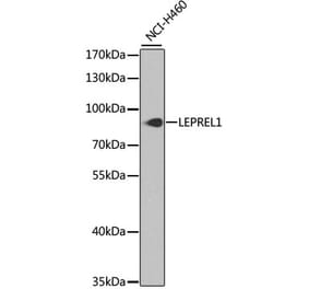 Western Blot - Anti-LEPREL1 Antibody (A16059) - Antibodies.com