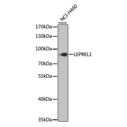 Western Blot - Anti-LEPREL1 Antibody (A16059) - Antibodies.com