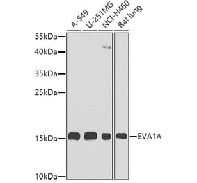 Western Blot - Anti-EVA1A Antibody (A8070) - Antibodies.com