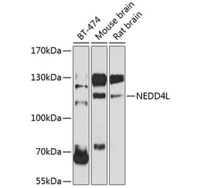 Western Blot - Anti-NEDD4-2 Antibody (A16064) - Antibodies.com