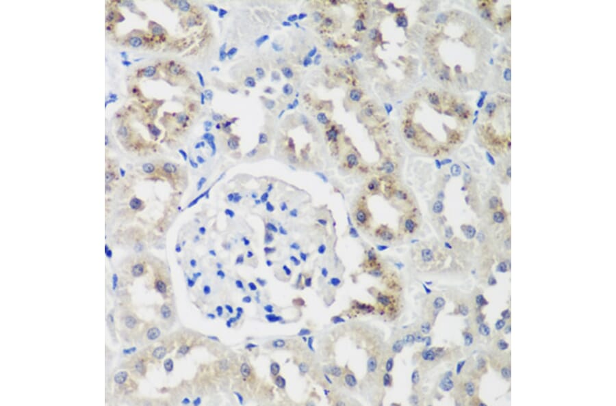 Immunohistochemistry - Anti-NEDD4-2 Antibody (A16064) - Antibodies.com