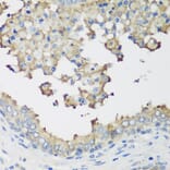 Immunohistochemistry - Anti-NEDD4-2 Antibody (A16064) - Antibodies.com