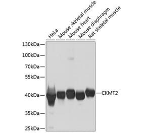 Western Blot - Anti-CKMT2 Antibody (A16065) - Antibodies.com