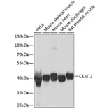 Western Blot - Anti-CKMT2 Antibody (A16065) - Antibodies.com