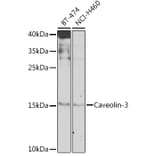 Western Blot - Anti-Caveolin-3 Antibody (A16066) - Antibodies.com