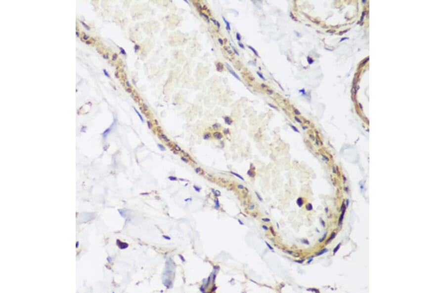 Immunohistochemistry - Anti-Caveolin-3 Antibody (A16066) - Antibodies.com