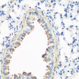 Immunohistochemistry - Anti-Caveolin-3 Antibody (A16066) - Antibodies.com