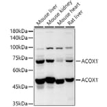 Western Blot - Anti-ACOX1/AOX Antibody (A16067) - Antibodies.com