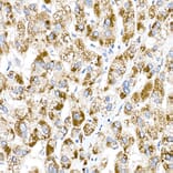 Immunohistochemistry - Anti-ACOX1/AOX Antibody (A16067) - Antibodies.com
