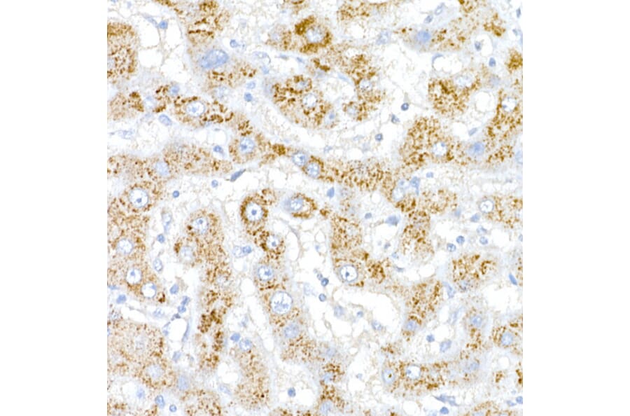 Immunohistochemistry - Anti-ACOX1/AOX Antibody (A16067) - Antibodies.com