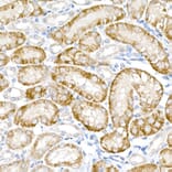 Immunohistochemistry - Anti-ACOX1/AOX Antibody (A16067) - Antibodies.com