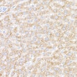 Immunohistochemistry - Anti-ACOX1/AOX Antibody (A16067) - Antibodies.com