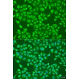 Immunofluorescence - Anti-ACOX1/AOX Antibody (A16067) - Antibodies.com
