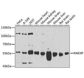 Western Blot - Anti-RAB3IP Antibody (A8094) - Antibodies.com