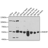 Western Blot - Anti-RAB3IP Antibody (A8094) - Antibodies.com