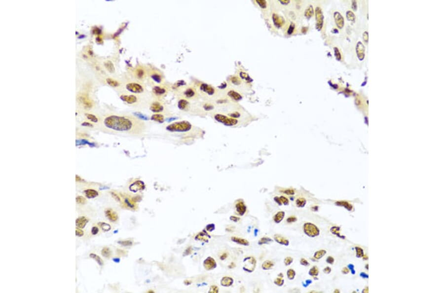 Immunohistochemistry - Anti-RAB3IP Antibody (A8094) - Antibodies.com