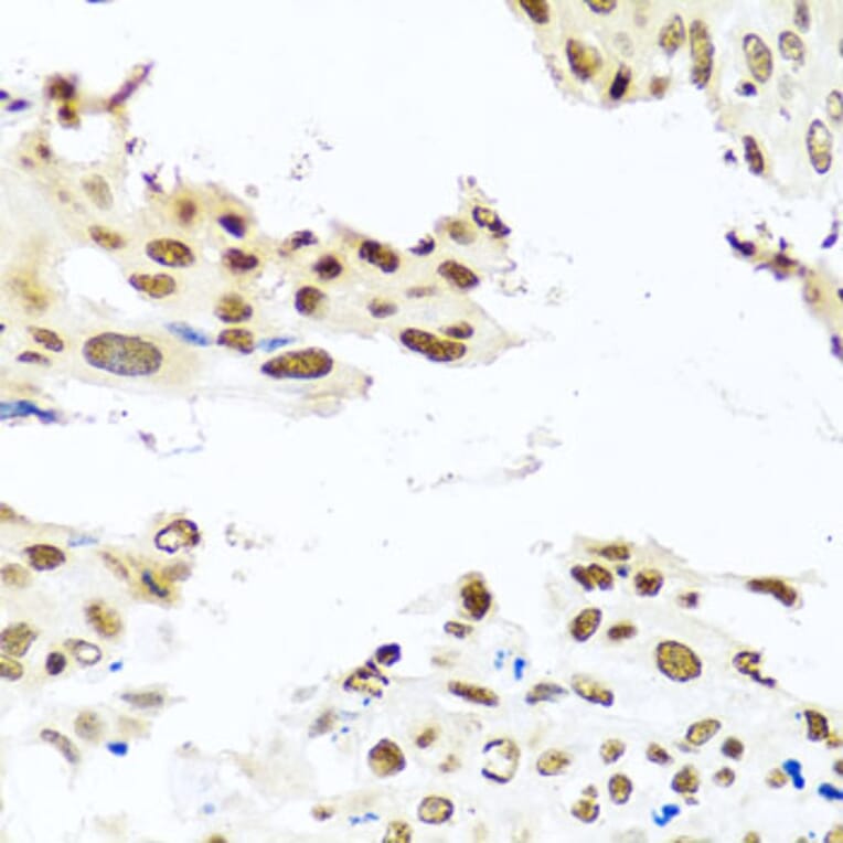 Immunohistochemistry - Anti-RAB3IP Antibody (A8094) - Antibodies.com