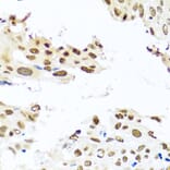 Immunohistochemistry - Anti-RAB3IP Antibody (A8094) - Antibodies.com