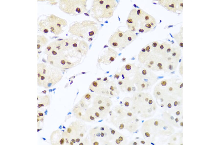 Immunohistochemistry - Anti-RAB3IP Antibody (A8094) - Antibodies.com