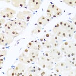 Immunohistochemistry - Anti-RAB3IP Antibody (A8094) - Antibodies.com