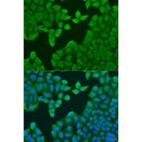 Immunofluorescence - Anti-ARF3 Antibody (A8101) - Antibodies.com
