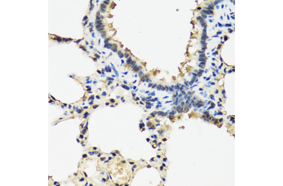 Immunohistochemistry - Anti-ARSF Antibody (A8102) - Antibodies.com
