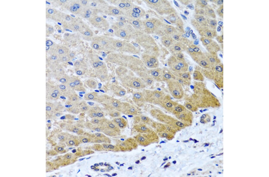 Immunohistochemistry - Anti-ARSF Antibody (A8102) - Antibodies.com
