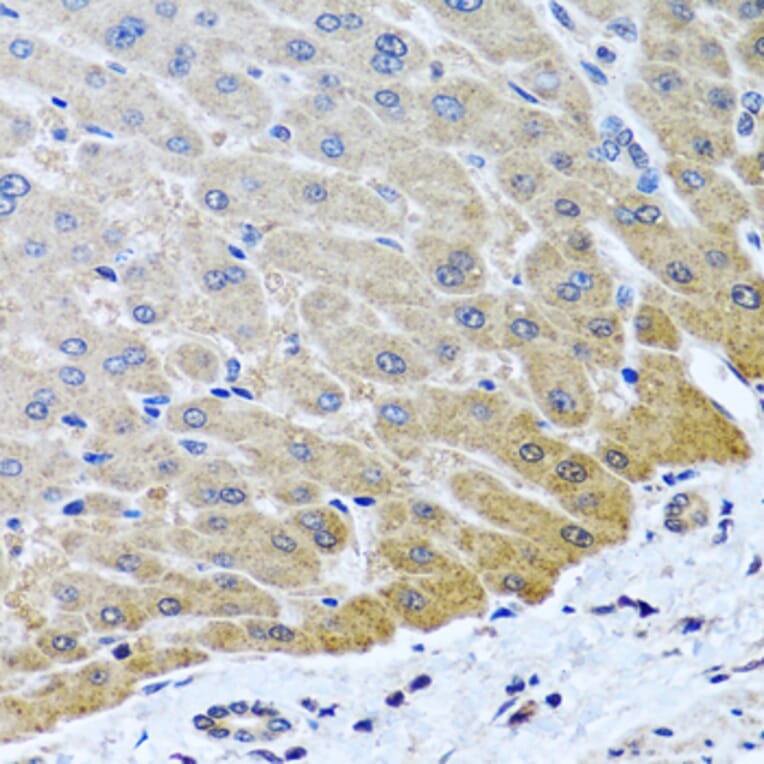 Immunohistochemistry - Anti-ARSF Antibody (A8102) - Antibodies.com