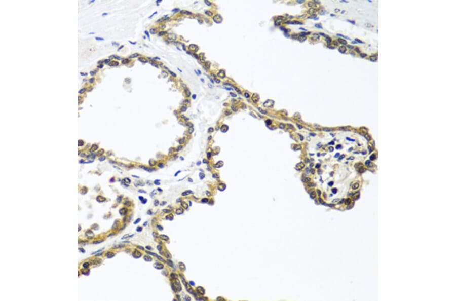 Immunohistochemistry - Anti-ARSF Antibody (A8102) - Antibodies.com