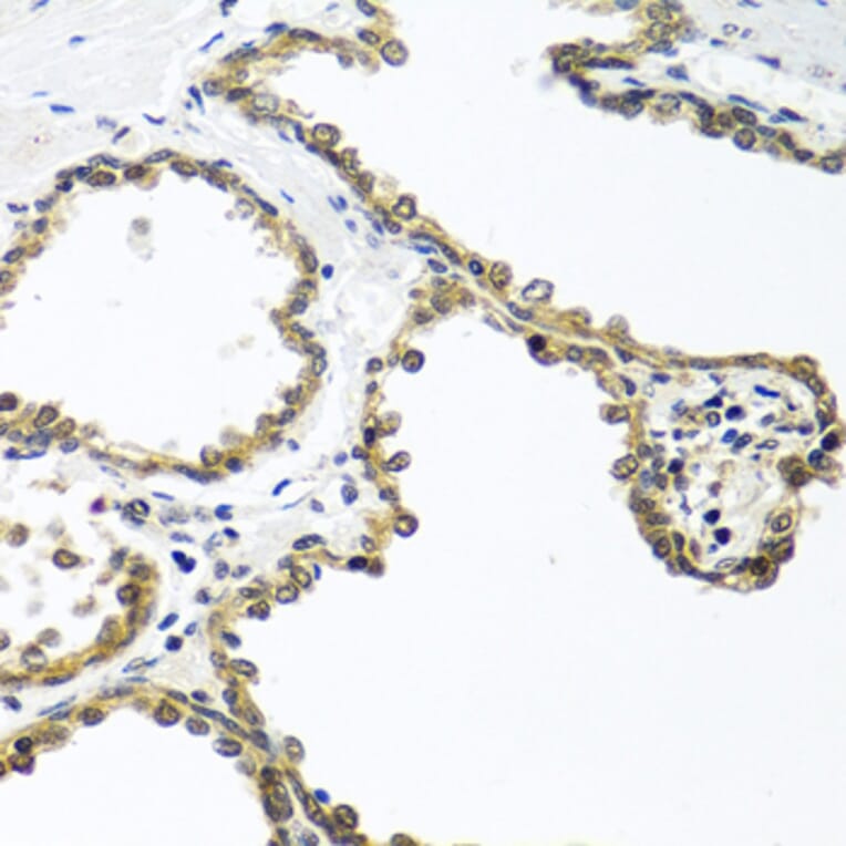 Immunohistochemistry - Anti-ARSF Antibody (A8102) - Antibodies.com
