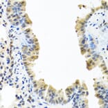 Immunohistochemistry - Anti-ARSF Antibody (A8102) - Antibodies.com